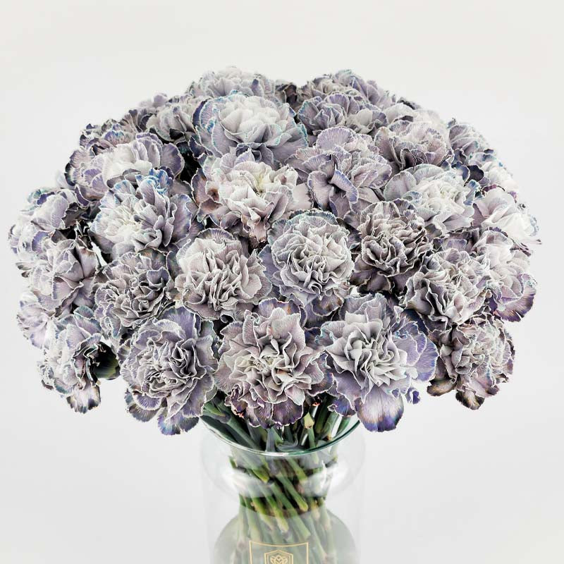 Карамфил Violetta