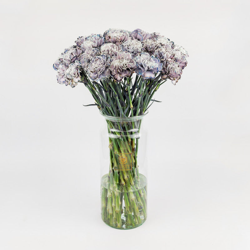 Карамфил Violetta