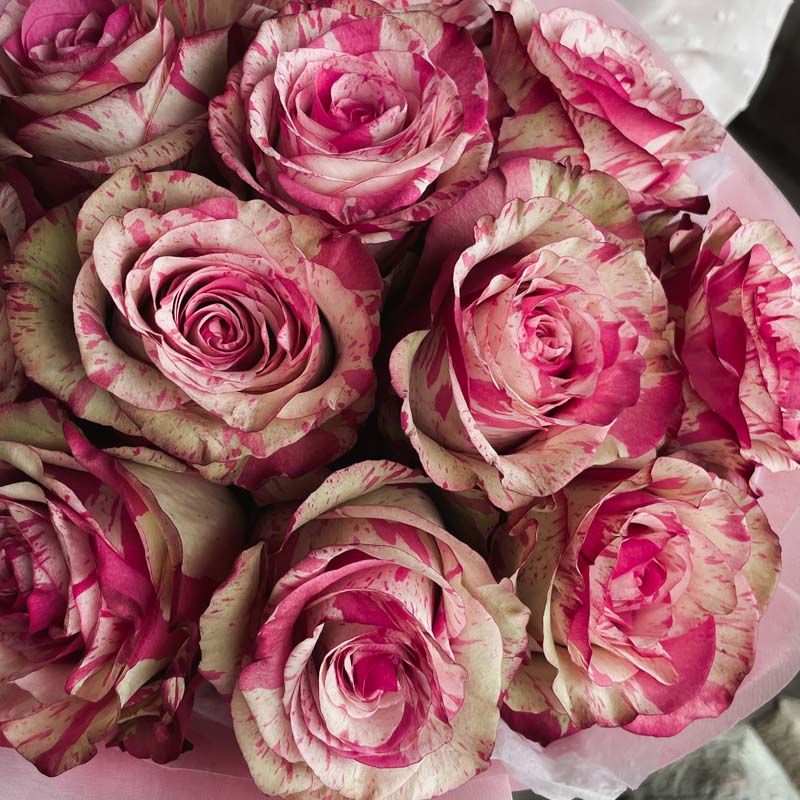 Букет от 11 розови рози Nо. 257 - Прекрасен букет от премиум качество двуцветни рози в стилна, доставка в София, снимка 4