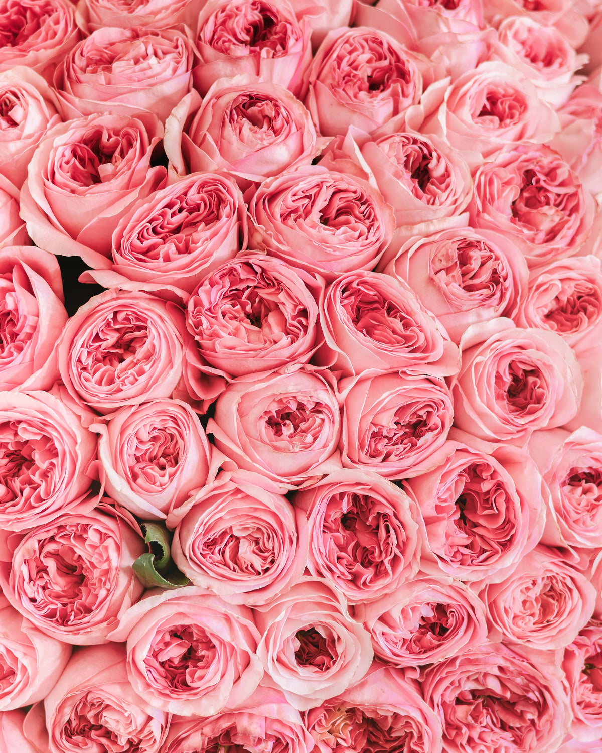 Букет от 101–201 рози Pink X-pression Classic No. 473 от GEBOV Flowers — снимка 6
